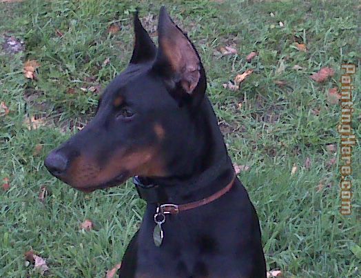 joe 1
